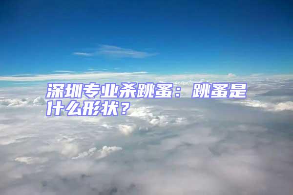 深圳專業(yè)殺跳蚤:跳蚤是什么形狀?