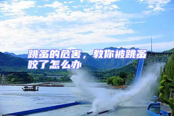 跳蚤的危害,教你被跳蚤咬了怎么辦