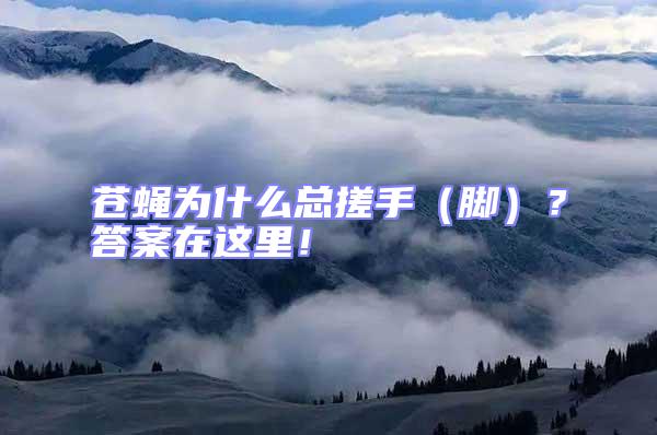 蒼蠅為什么總搓手(腳)?答案在這里!