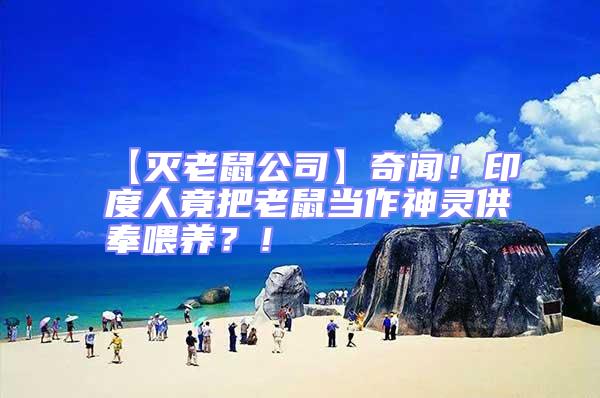 【滅老鼠公司】奇聞！印度人竟把老鼠當(dāng)作神靈供奉喂養(yǎng)？！