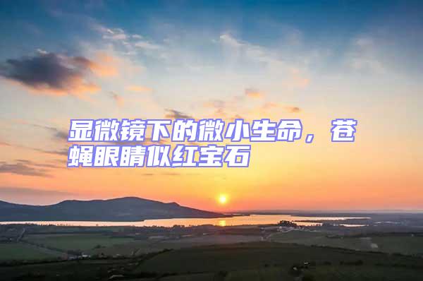 顯微鏡下的微小生命,蒼蠅眼睛似紅寶石