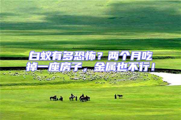 白蟻有多恐怖?兩個(gè)月吃掉一座房子,金屬也不行!