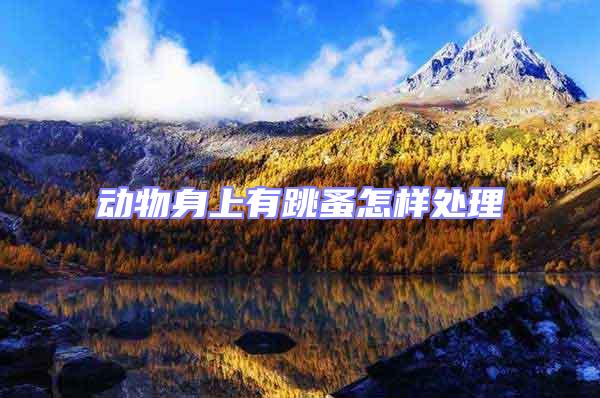 動(dòng)物身上有跳蚤怎樣處理