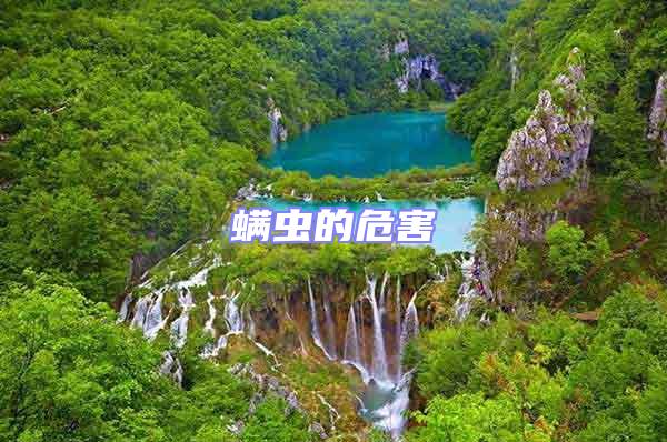 螨蟲(chóng)的危害