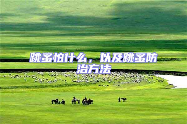 跳蚤怕什么，以及跳蚤防治方法