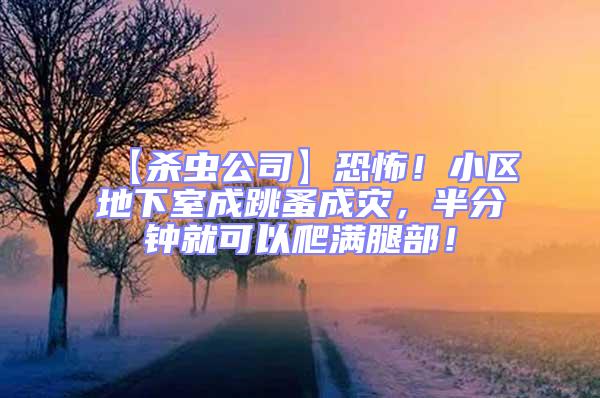 【殺蟲公司】恐怖!小區地下室成跳蚤成災,半分鐘就可以爬滿腿部!