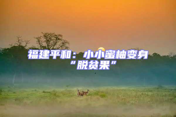 福建平和:小小蜜柚變身“脫貧果”