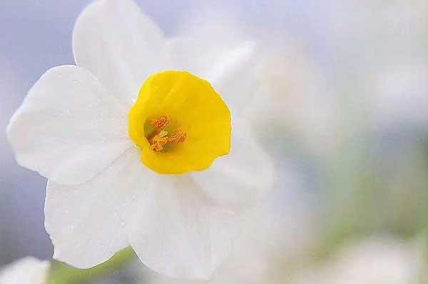 怎樣發現家里有白蟻