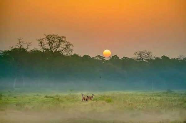 家里出現(xiàn)小黃螞蟻怎么辦?除蟲公司教你連環(huán)計(jì)滅螞蟻