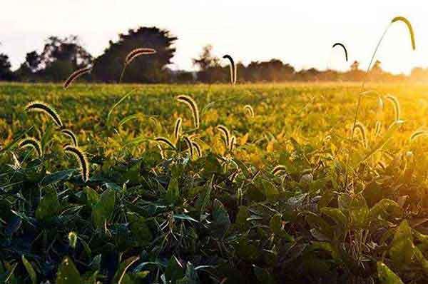 如何滅螞蟻有妙招