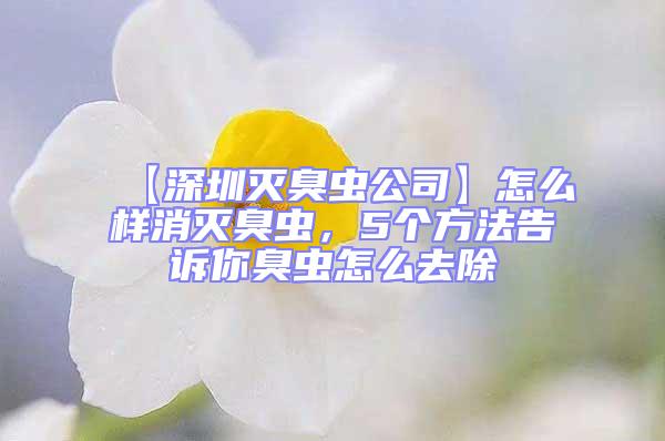 【深圳滅臭蟲公司】怎么樣消滅臭蟲,5個(gè)方法告訴你臭蟲怎么去除