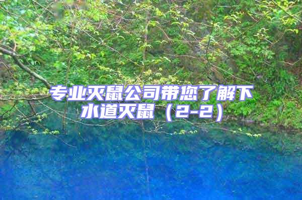 專業滅鼠公司帶您了解下水道滅鼠(2-2)