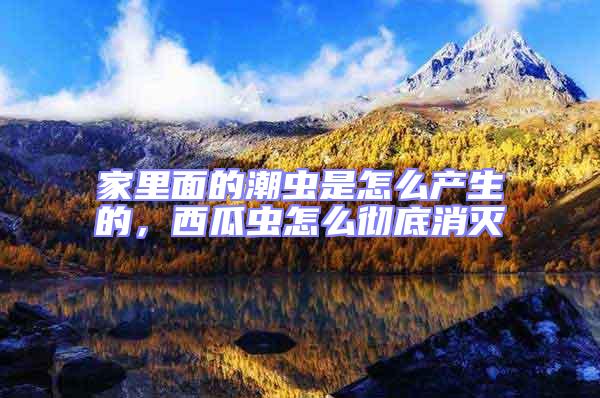 家里面的潮蟲是怎么產生的,西瓜蟲怎么徹底消滅