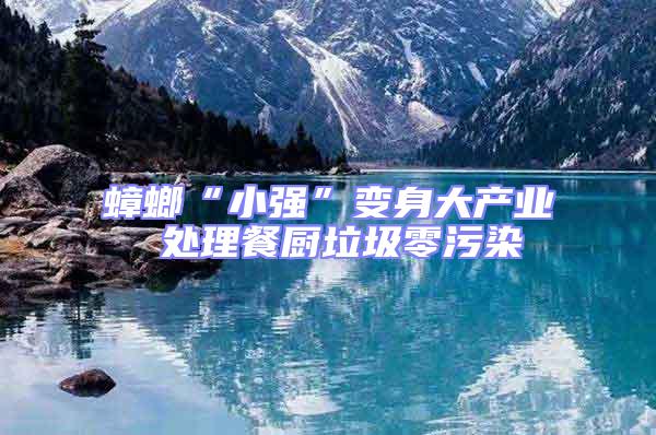 蟑螂“小強(qiáng)”變身大產(chǎn)業(yè) 處理餐廚垃圾零污染