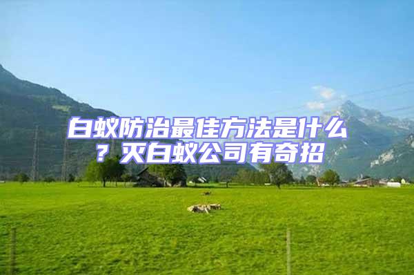 白蟻防治最佳方法是什么？滅白蟻公司有奇招