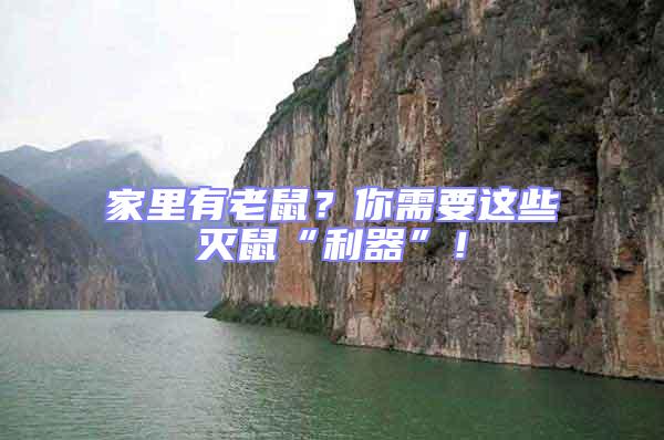 家里有老鼠？你需要這些滅鼠“利器”！