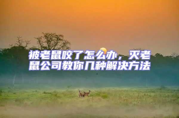 被老鼠咬了怎么辦，滅老鼠公司教你幾種解決方法