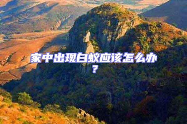 家中出現(xiàn)白蟻應(yīng)該怎么辦?