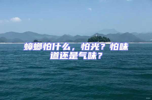 蟑螂怕什么，怕光？怕味道還是氣味？