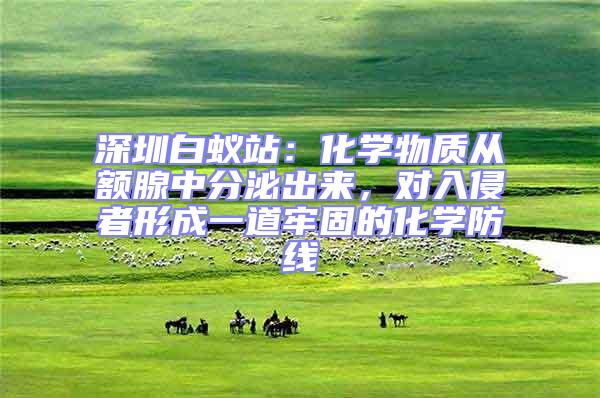 深圳白蟻站:化學物質從額腺中分泌出來,對入侵者形成一道牢固的化學防線