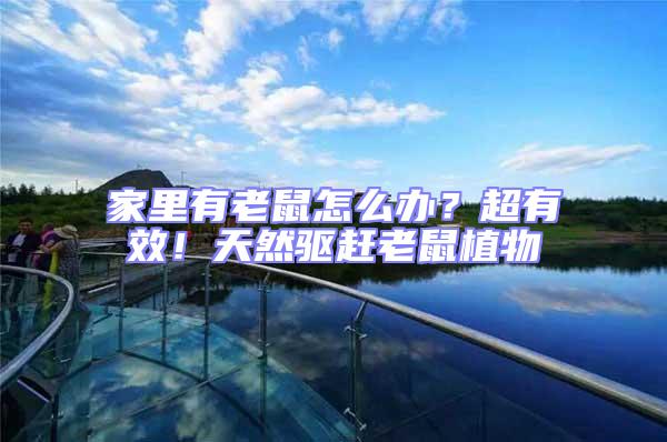 家里有老鼠怎么辦？超有效！天然驅(qū)趕老鼠植物