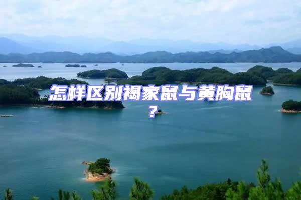 怎樣區別褐家鼠與黃胸鼠?