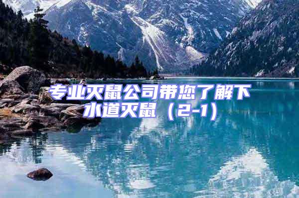 專業滅鼠公司帶您了解下水道滅鼠(2-1)
