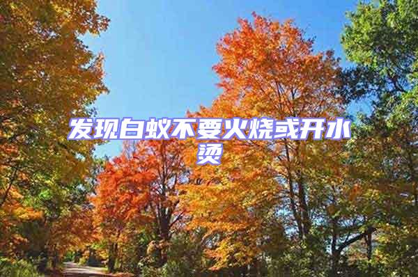 發現白蟻不要火燒或開水燙