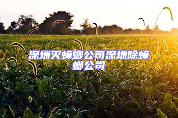 深圳滅蟑螂公司深圳除蟑螂公司