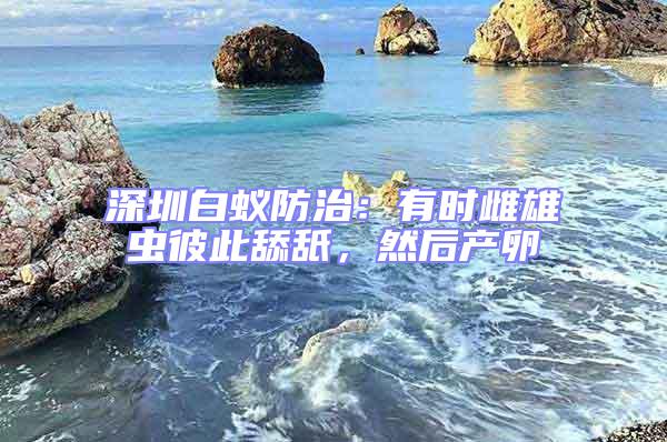 深圳白蟻防治：有時雌雄蟲彼此舔舐，然后產卵
