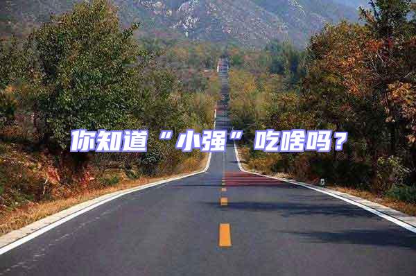 你知道“小強”吃啥嗎？
