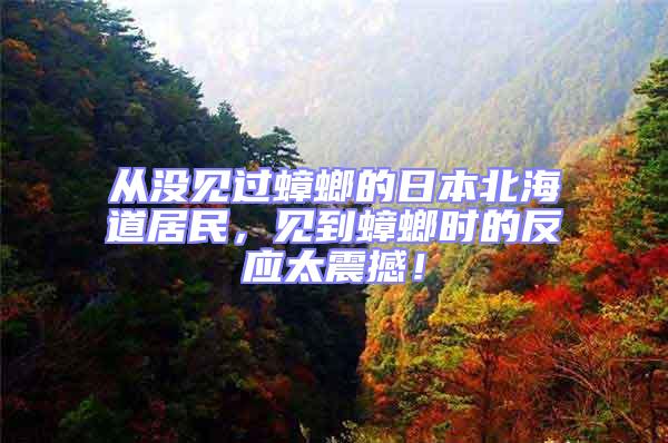 從沒見過蟑螂的日本北海道居民,見到蟑螂時(shí)的反應(yīng)太震撼!