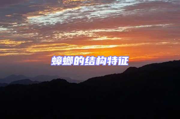 蟑螂的結構特征