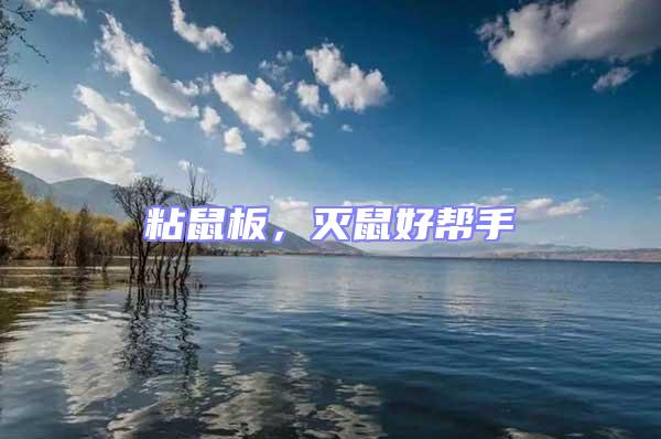 粘鼠板,滅鼠好幫手