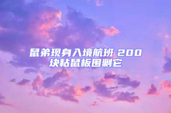鼠弟現(xiàn)身入境航班 200塊粘鼠板圍剿它