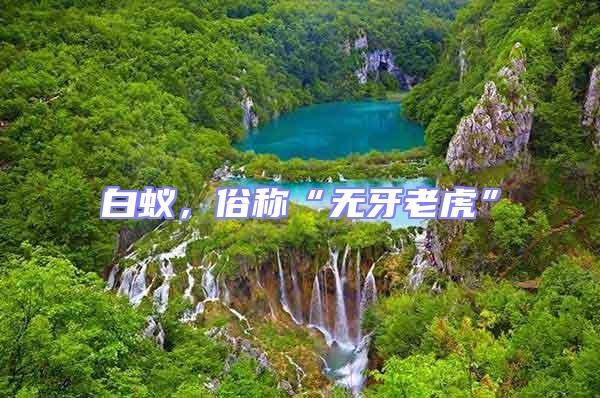 白蟻,俗稱“無(wú)牙老虎”