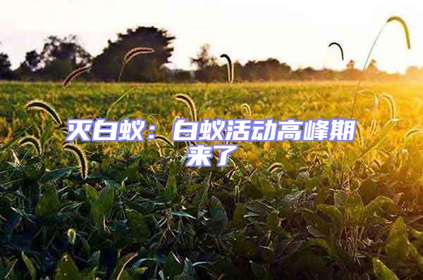 滅白蟻：白蟻活動(dòng)高峰期來了