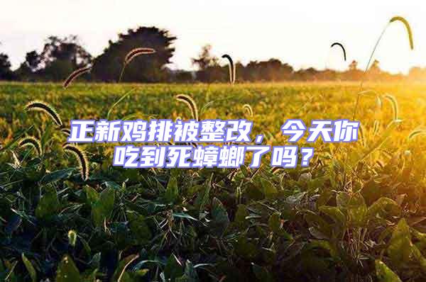 正新雞排被整改，今天你吃到死蟑螂了嗎？