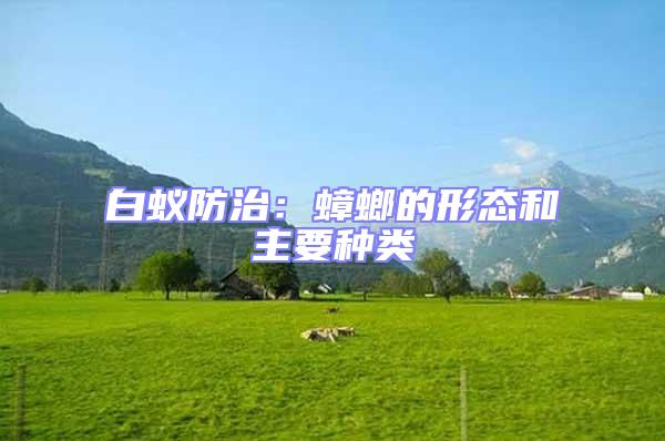 白蟻防治:蟑螂的形態(tài)和主要種類