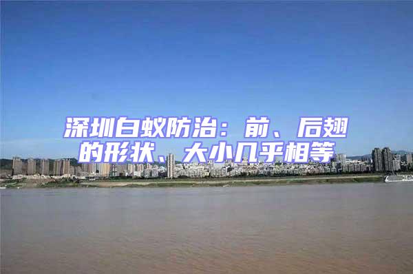 深圳白蟻防治：前、后翅的形狀、大小幾乎相等