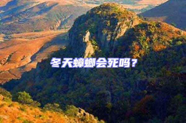 冬天蟑螂會死嗎?