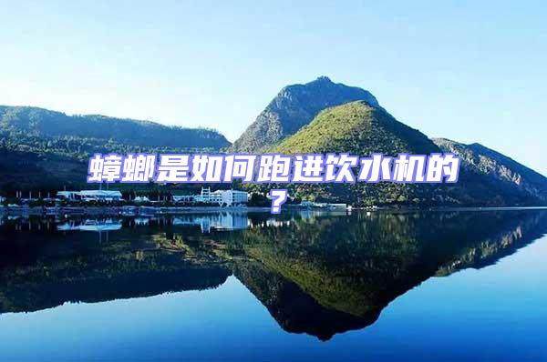 蟑螂是如何跑進(jìn)飲水機(jī)的？