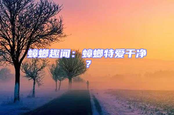 蟑螂趣聞:蟑螂特愛干凈?