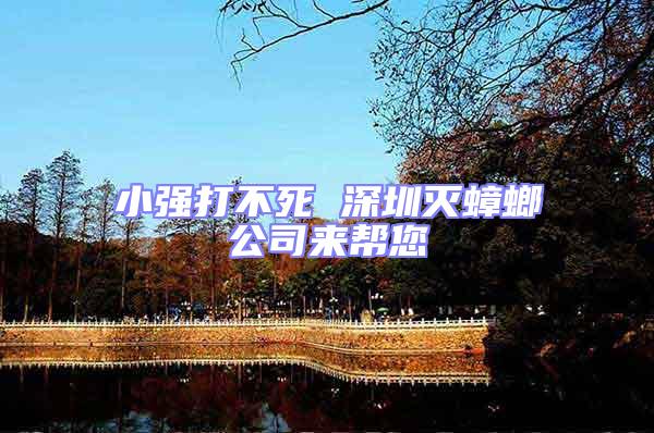 小強(qiáng)打不死 深圳滅蟑螂公司來幫您