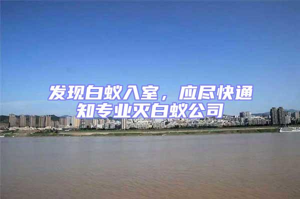 發現白蟻入室,應盡快通知專業滅白蟻公司