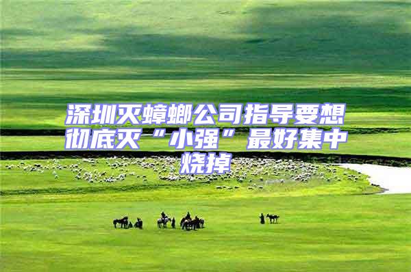 深圳滅蟑螂公司指導要想徹底滅“小強”最好集中燒掉