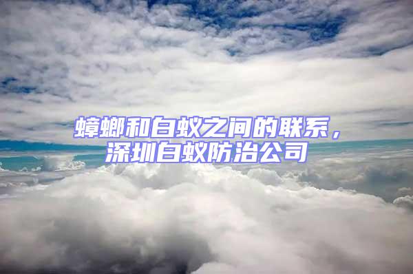 蟑螂和白蟻之間的聯系，深圳白蟻防治公司