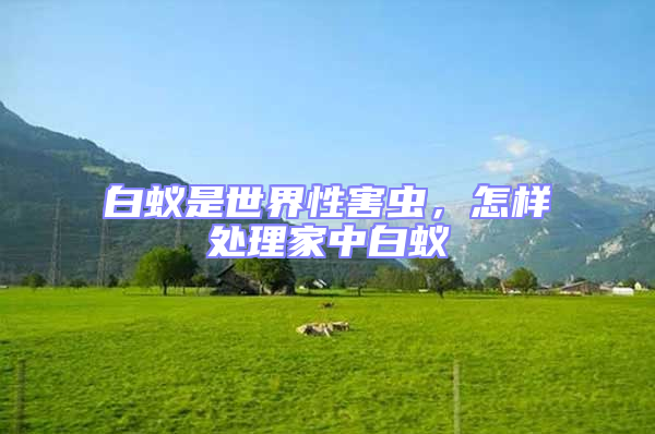 白蟻是世界性害蟲，怎樣處理家中白蟻