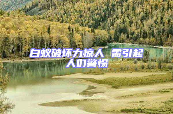 白蟻破壞力驚人 需引起人們警惕