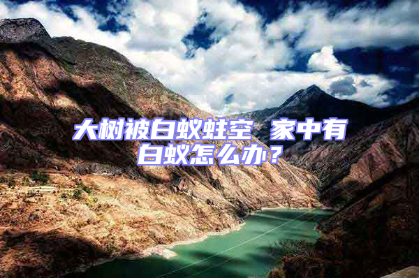 大樹被白蟻蛀空 家中有白蟻怎么辦？